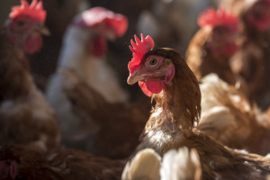 Breaking News: McDonald’s Announces Cage-Free Commitment for Laying Hens