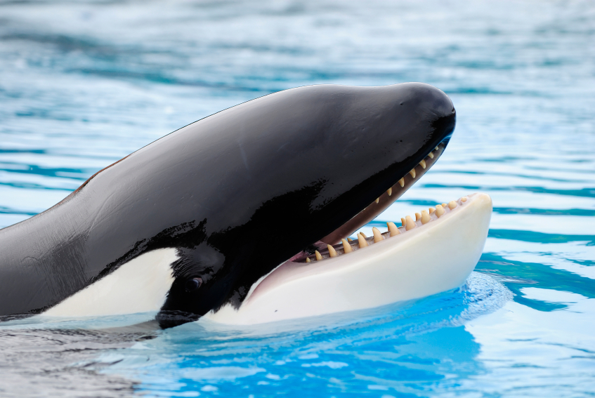 California Commission Says ‘No’ to Orca Breeding at SeaWorld