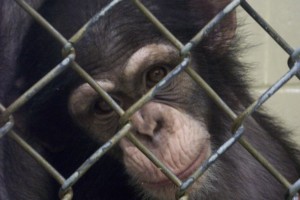 Yerkes Shouldn’t Offload Chimps to Unaccredited Zoo