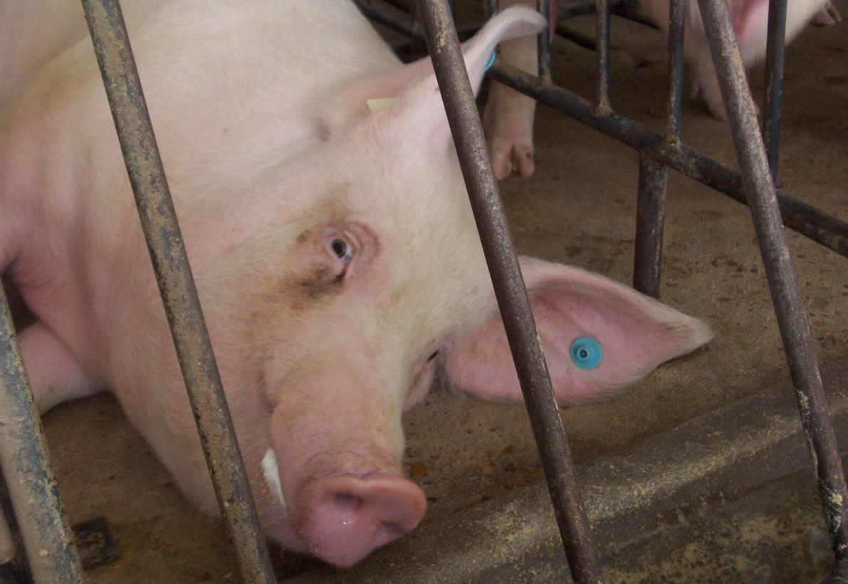 Opponents of Animal Protection Look More Marginal Than Ever