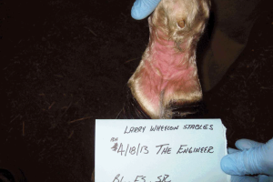 Damning Documents Expose Extreme Walking Horse Cruelty