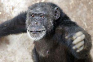NIH announces plans for transfer of chimps from laboratories to sanctuaries