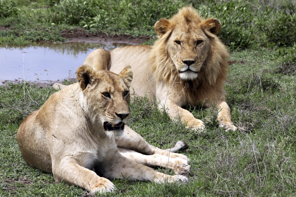 France Bans Lion Imports, as the Cry Over Cecil’s Death Continues to be Heard Around the World