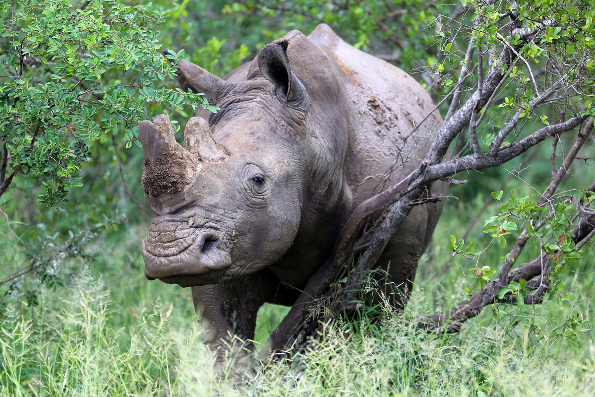 All In on the Fight Against Poaching and Wildlife Trafficking
