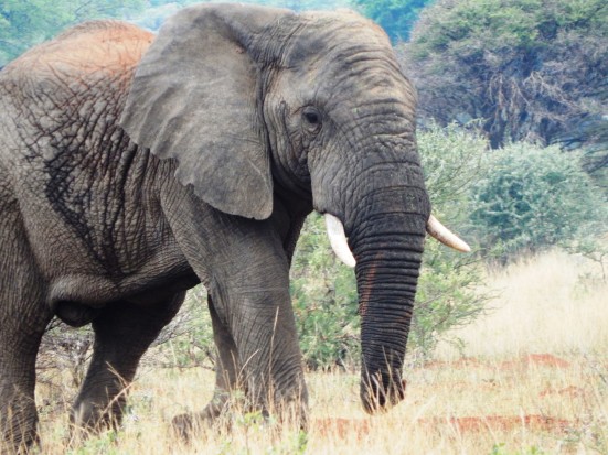 In July, President Barack Obama, on a visit to Kenya, announced a proposed rule to curtail wildlife trafficking and address the devastating elephant poaching crisis. 