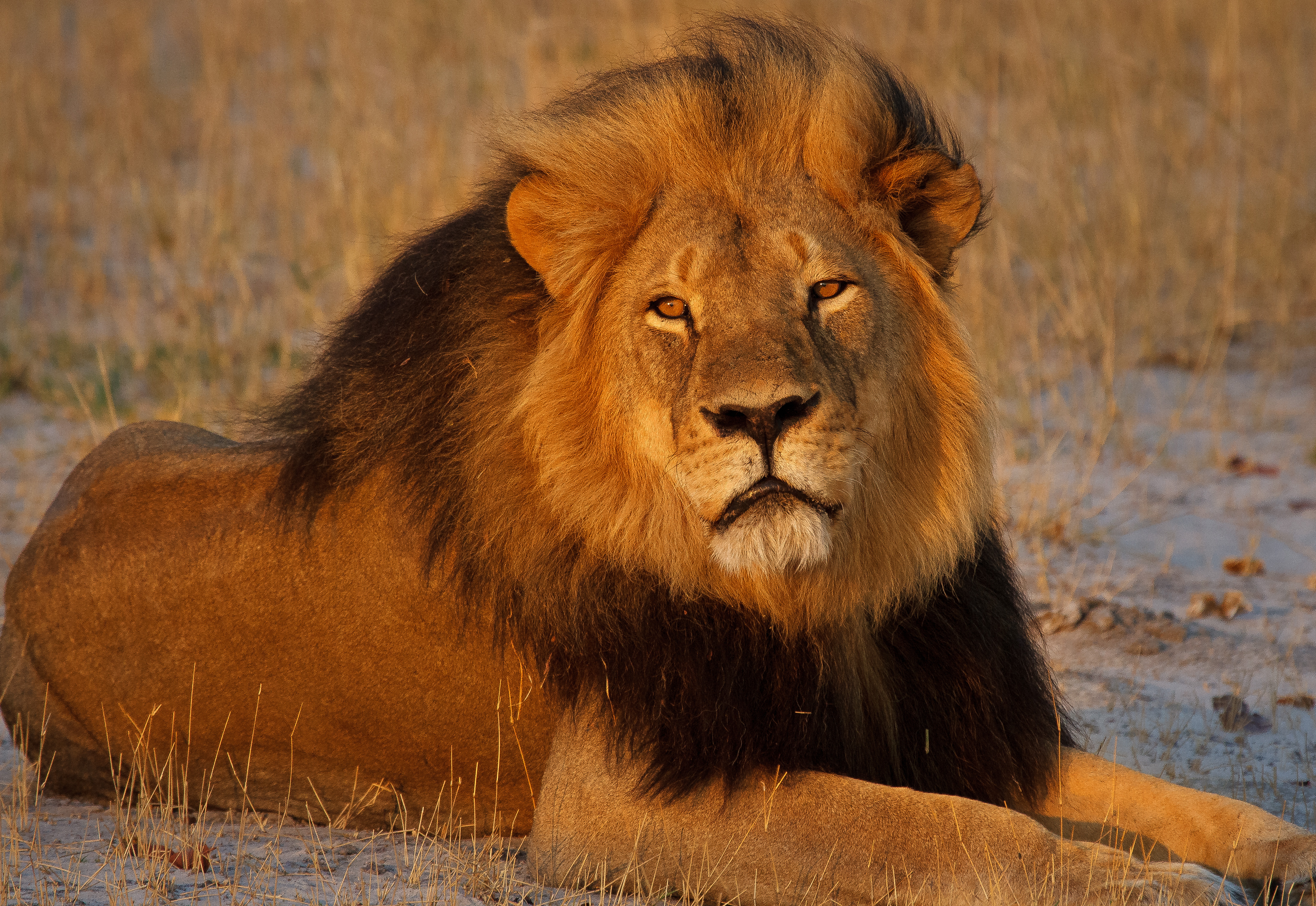 . Provides Endangered Species Act Protections for African Lions -- Seeks  to Avoid Sequel to Cecil Killing · A Humane World