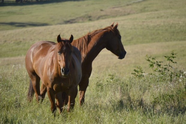 The omnibus bill continues the “defund” language that’s kept horse slaughter plants from reopening on U.S. soil, and restates the long-standing ban on killing healthy wild horses and burros and the sale of any wild equines for slaughter