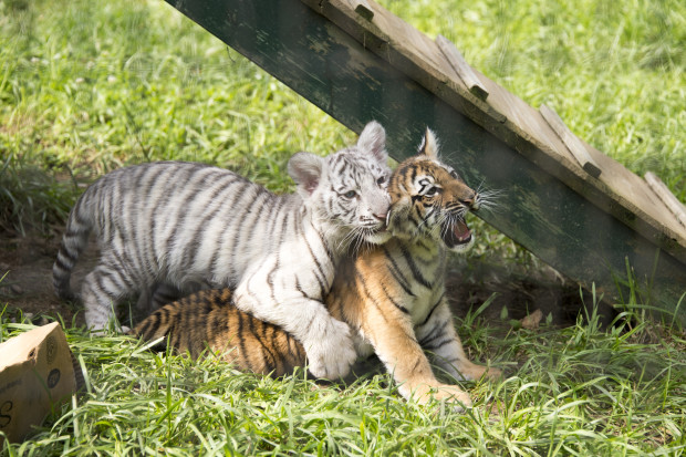 Following a legal complaint filed by The HSUS, the public exhibition license for the Natural Bridge Zoo, a ramshackle roadside menagerie that offers photo ops with abused and neglected tiger cubs, was temporarily revoked.