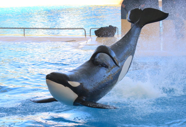 The National Oceanic and Atmospheric Administration issued a final rule that eliminated the split listing of Southern Resident Orcas to include both wild and captive animals as endangered.