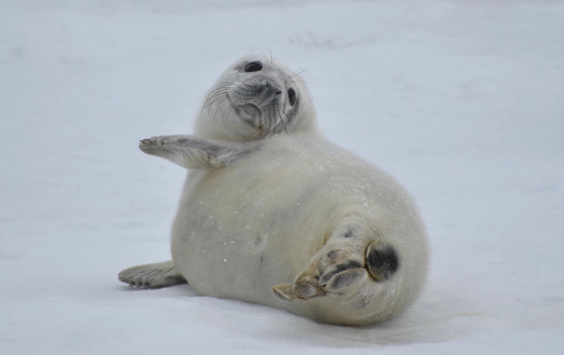 Our work has helped to close most of the major international markets for seal products and more than two million baby seals have been spared a horrible fate.