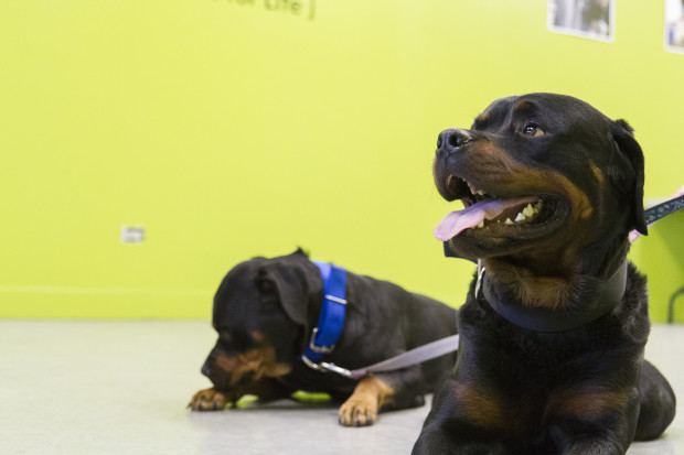 Our Pets for Life program hit a milestone of 100,000 pets helped with veterinary care and services in underserved communities, Above, Laser (left) and Diesel, dogs who received help through Pets for Life.