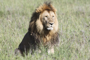 New U.S. Rules May Put the Lid on South Africa’s Canned Hunts for Lions