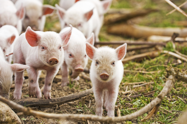 The HSUS won a precedent-setting ruling from the D.C. Circuit in a suit challenging the unlawful diversion of government funds to fuel the political activities of the pork industry’s chief lobbying organization