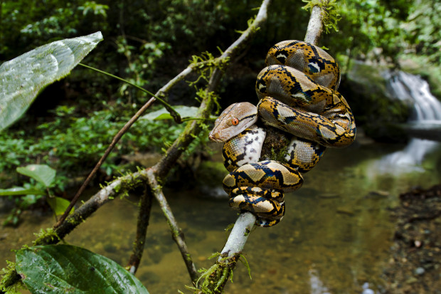 In March, the U.S Fish and Wildlife Service listed four more constrictor snake species -- the reticulated python (pictured above), DeSchauensee’s anaconda, green anaconda, and Beni anaconda -- as injurious under the Lacey Act. 