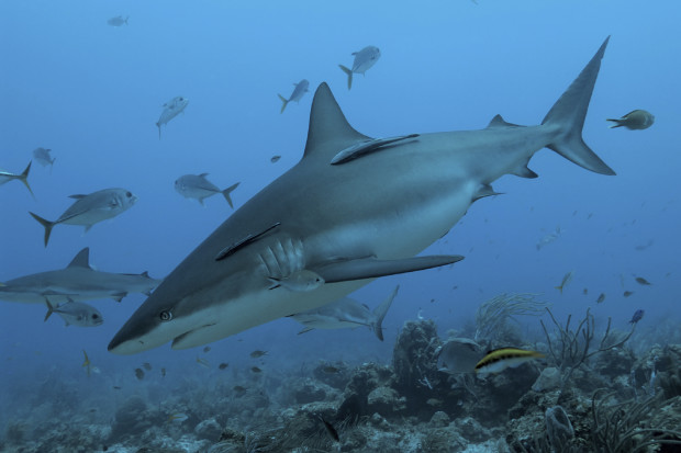 The HSUS intervened to defend a California ban on the sale of shark fins - one of close to a half-dozen state shark fin sales bans passed around the country.