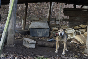 Breaking News: Animal Rescue Team Descends on Terrible Neglect Scene in Ohio