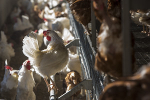 Target Hits the Mark With Transition to 100 Percent Cage-Free Eggs