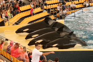 Breaking news: Captive Orcas, Dolphins to Get New Federal Protections