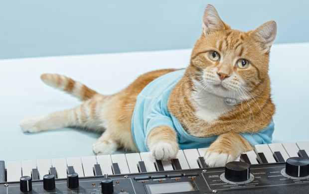 Bento the Keyboard Cat is a musical genius who plays the electronic keyboard. 