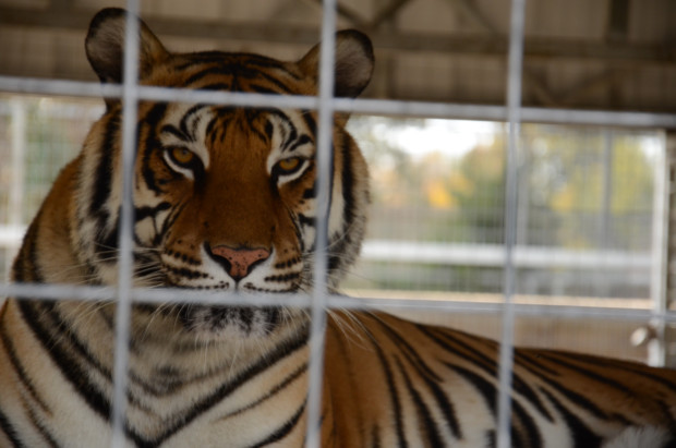 A commonsense correction is needed to eliminate a loophole in Endangered Species Act regulations so that all captive tigers in the United States, including thousands of tigers at roadside zoos and private menageries, are treated the same under the law. 