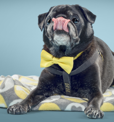 Hamilton Pug went from a shelter in Ohio to a posh new environment in a high-end New York City zip code.