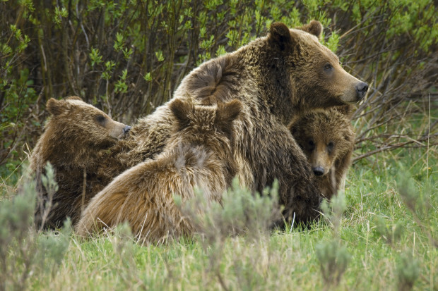 As Wilkinson notes, in the mid-18th century there were around 50,000 grizzlies roaming the area that now encompasses the United States. Today, estimates put their numbers between 800 to 1,000 in the lower 48. 