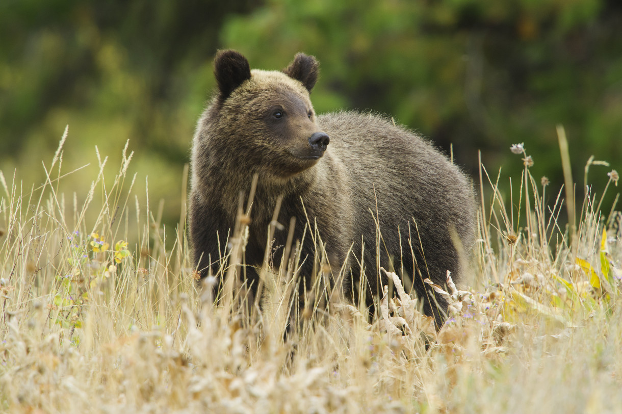 The Brewing Battle Over Grizzly Delisting and Trophy Hunting in the Yellowstone Ecosystem