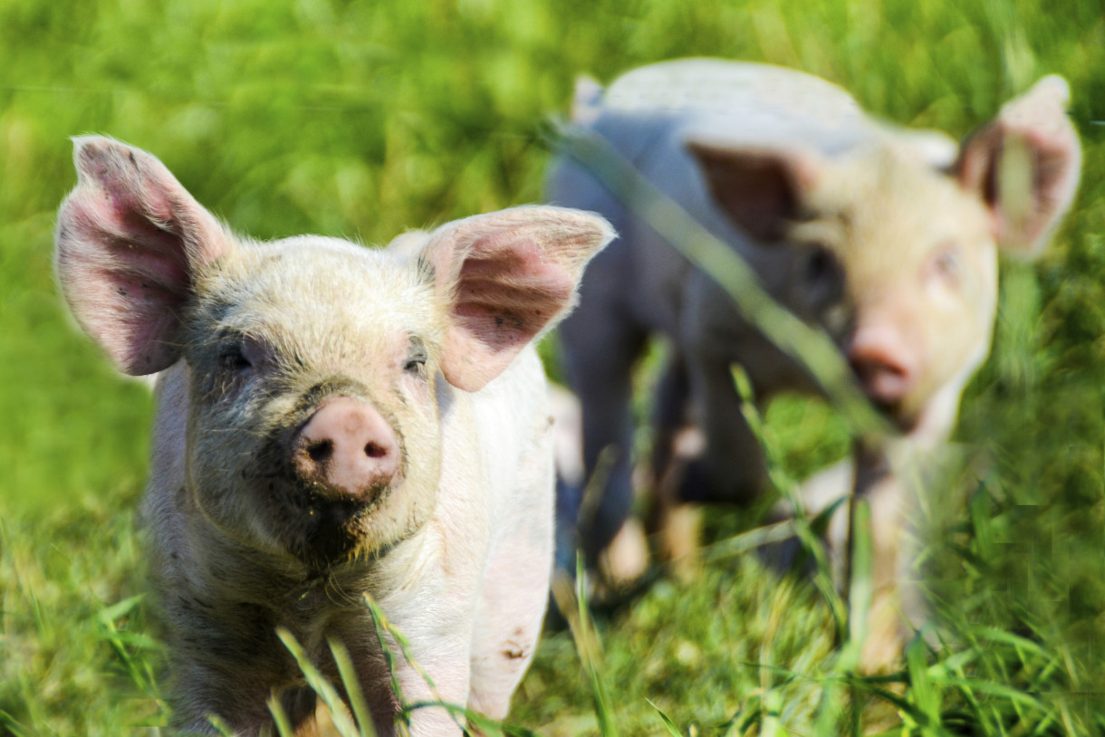 Federal Court Clears Way for USDA to Reconsider Pork Lobbying Slush Fund