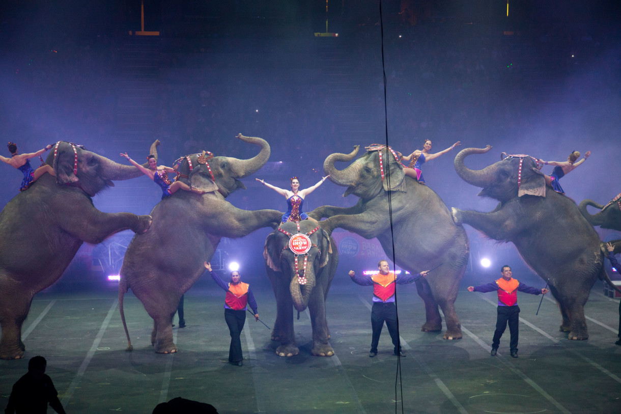 Breaking News: Retirement to Come Sooner for Ringling’s Beleaguered Elephants