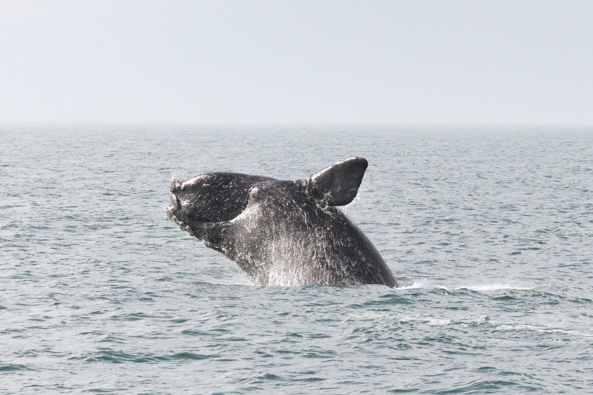 Breaking News: Feds Adopt the Right Policy for Right Whales