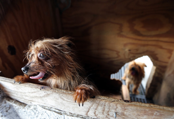 North Dakota, Idaho, Mississippi, and South Dakota – all states with few laws to protect wildlife, farm animals, and dogs in puppy mills – were the poorest performers. 