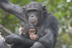 In Liberia, Coming to the Rescue of Chimps Abandoned by NY Blood Center