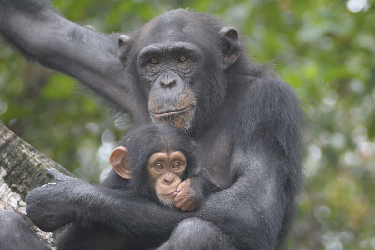 Sixty chimpanzees, once held for research, thrive at Second Chance Chimpanzee Refuge in Liberia