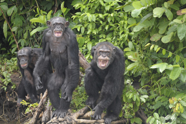 Three of the over 60 chimps that were abandoned and left to die by the New York Blood Center on a set of estuarine islands in Liberia. They had very little food or clean water and were suffering terribly before The HSUS stepped in.