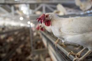 Super Market News: First Major Traditional Grocer Going Cage-Free              