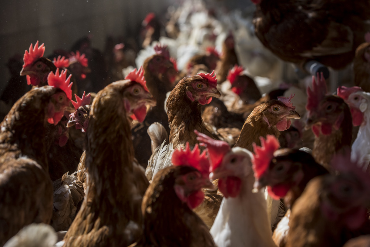 Super Sonic Progress on Animal Welfare, Even as Trade Groups Dig In
