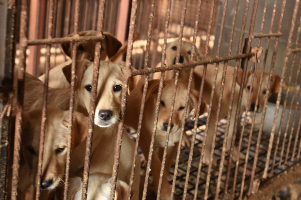 The dogs on the meat farm were living In long rows of raised, cold, metal cages, with no cover from the frigid temperatures that dipped into the single digits during our rescuers’ visit.