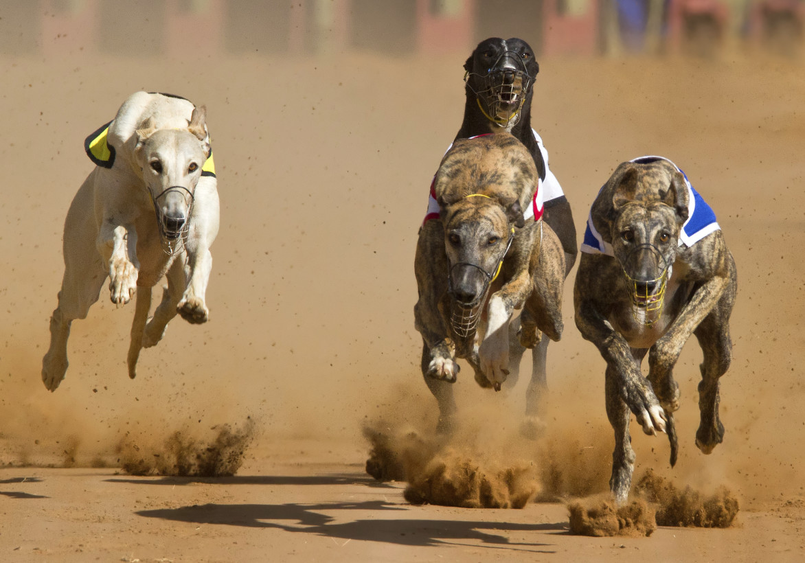Time to End Florida’s Mandate Requiring Greyhound Racing