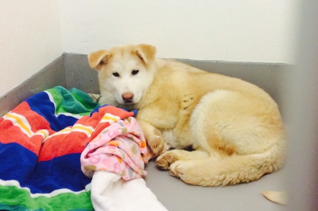 A dog rescued from the Wonju dog meat farm at the San Francisco SPCA.