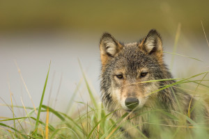 Wolves, Bears, and Other Imperiled Wildlife in Crosshairs of Bill Set for Action in U.S. House Today