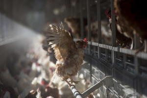 SUPERNEWS for Hens: SUPERVALU Going Cage-Free