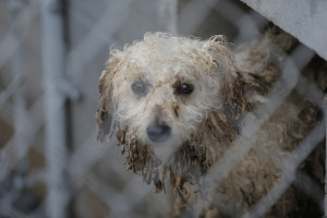 Rescuers Pull 295 Dogs From Arkansas Puppy Mill of Horrors