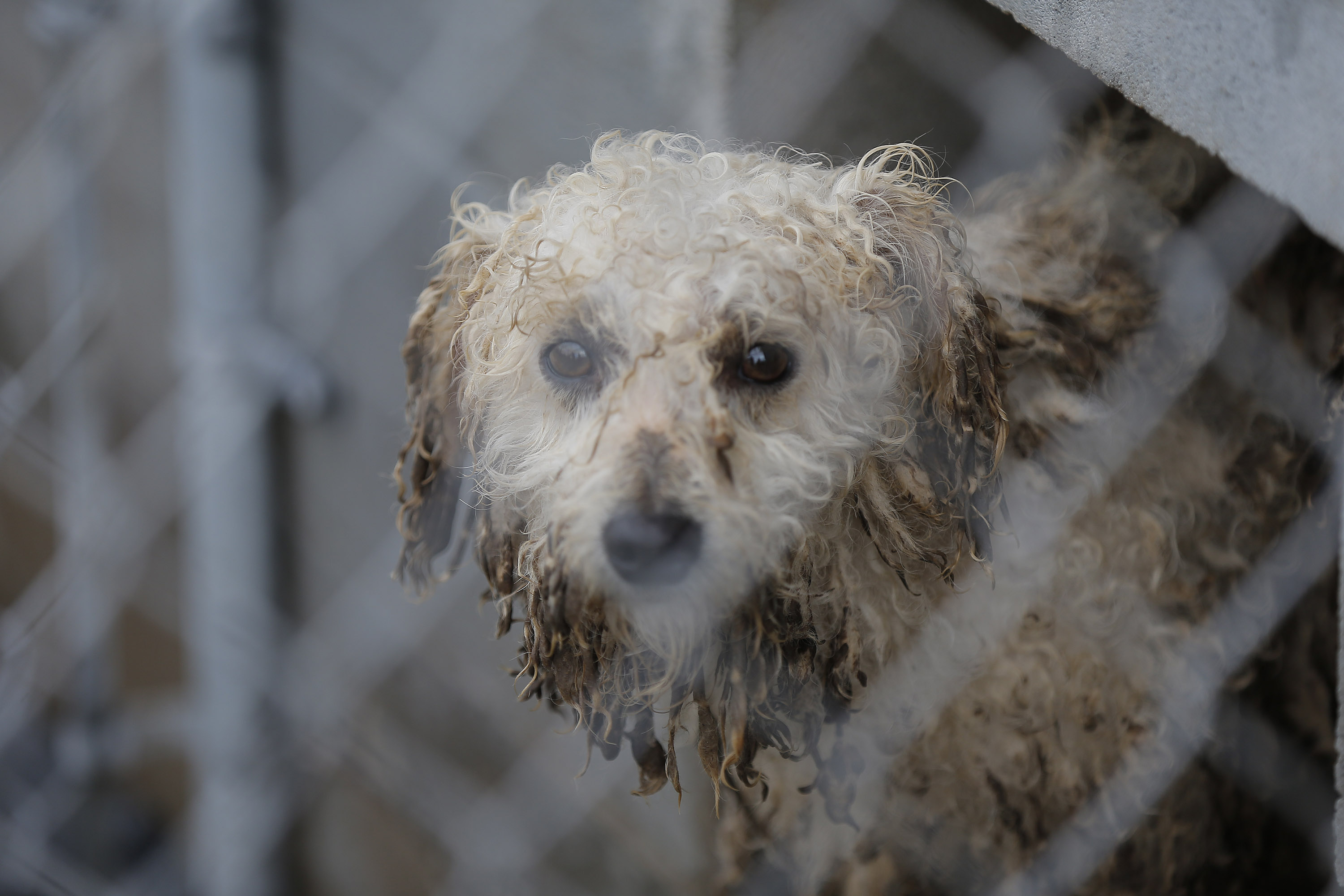 AR Puppy Mill Rescue · A Humane Nation