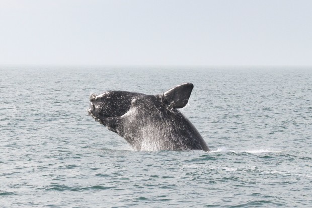 Today, the Obama Administration will move forward with regulations that will enhance the protection of marine mammals like whales and seals here and around the world.