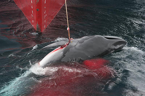A Minke whale being caught by Japanese whalers in the Southern Ocean. 