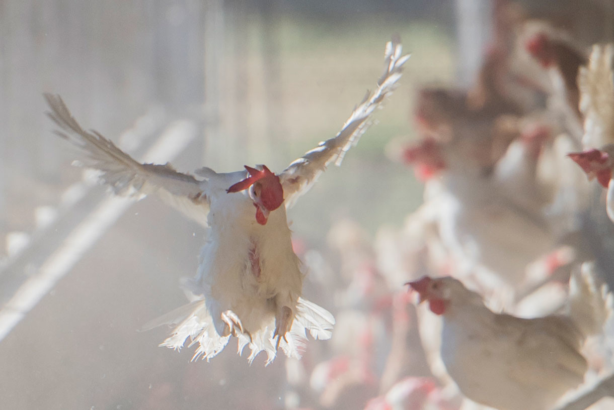 Breaking News: Walmart, the Nation’s Biggest Food Seller, Says No to Cage Confinement for Hens