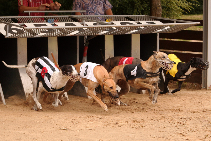 Kansas Lawmakers Shouldn’t Make the Wrong Bet on Greyhound Racing