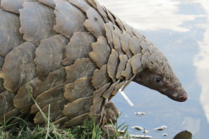 Federal Government Says Added Protections for Elephants, Pangolins May Be Warranted