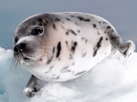 Why Is Canada Desperately Holding on to Its Bloody, Money-Losing Seal Hunt?