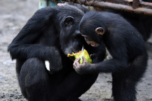 A Year After New York Blood Center Abandoned Them, Liberian Chimps Are Thriving Under Humane Care